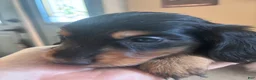 Dachshund dogs for sale: Fabio-Long Hair - Ad 6