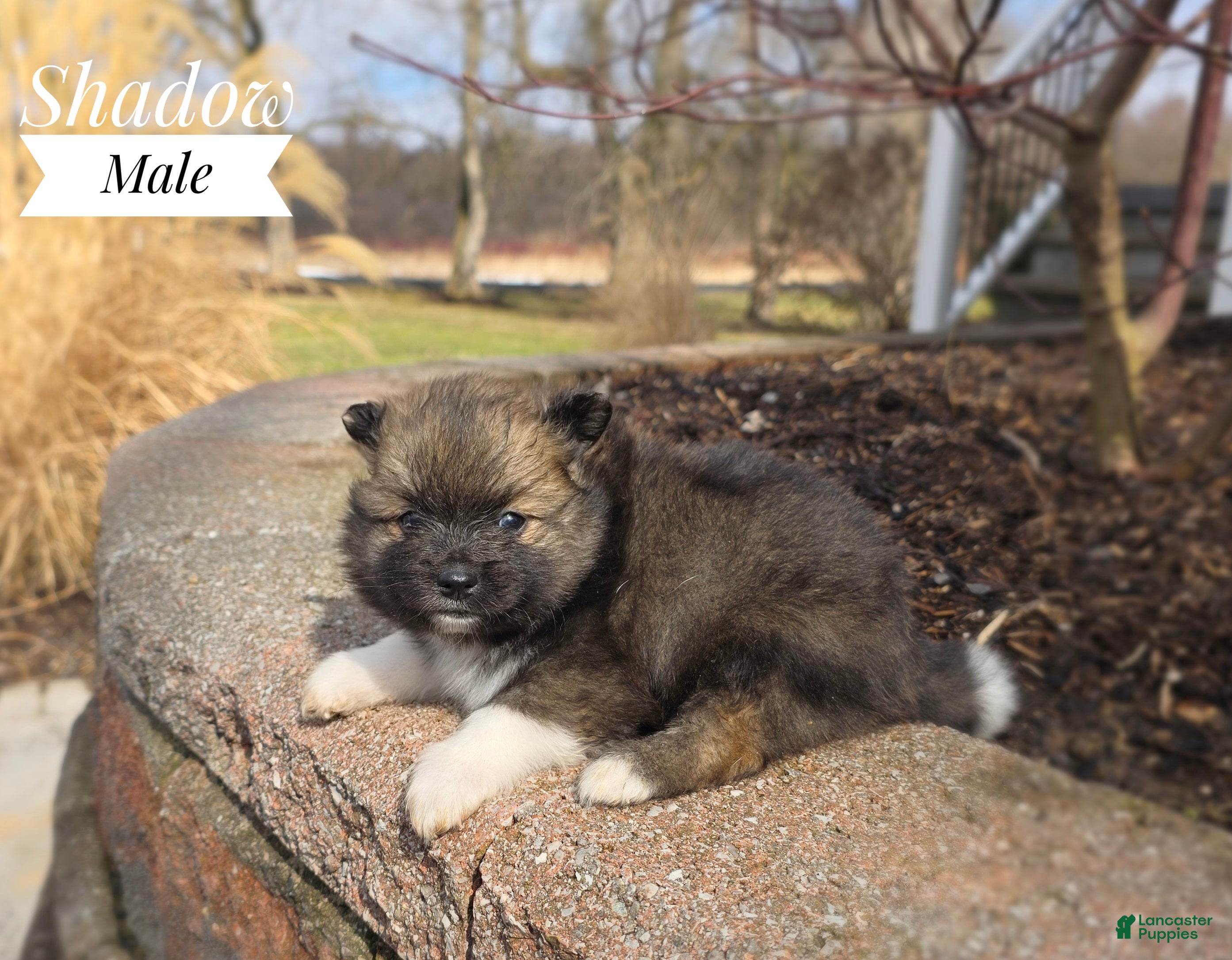 Pomeranian dogs Shadow - Ad 2