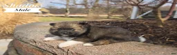 Pomeranian dogs for sale: Shadow - Ad 2