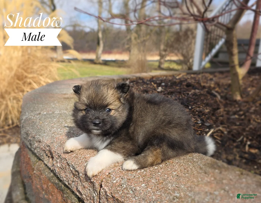 Pomeranian dogs for sale: Shadow - Ad 2