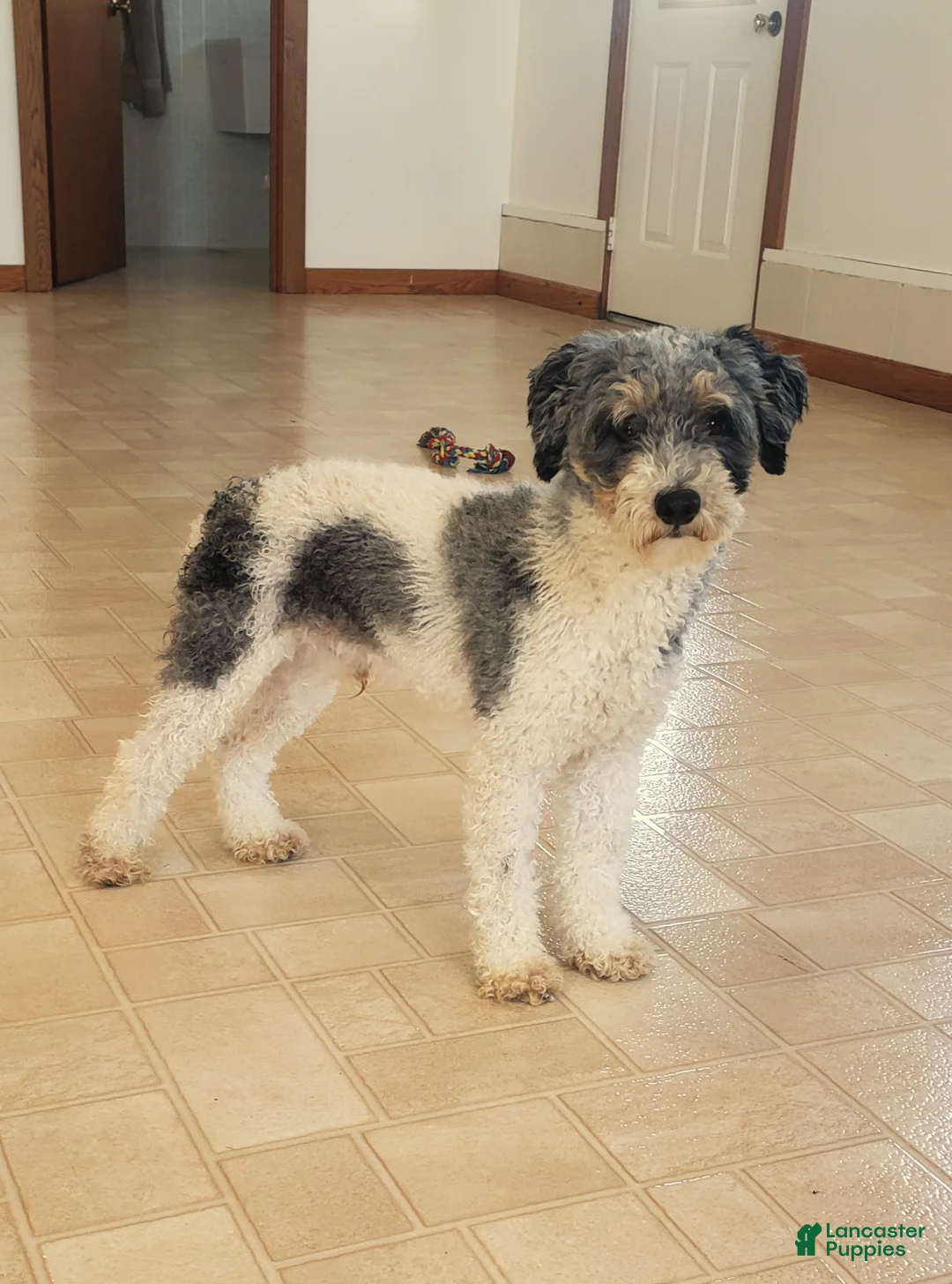 Shihpoo dogs for sale: Daisy - Ad 7