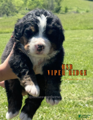 Bernese Mountain Dog dogs Bernese Mountain Dog Male 4 - Ad 33