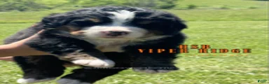 Bernese Mountain Dog Male 4