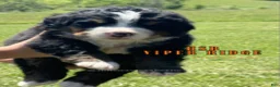Bernese Mountain Dog dogs for sale: Bernese Mountain Dog Male 4 - Ad 1