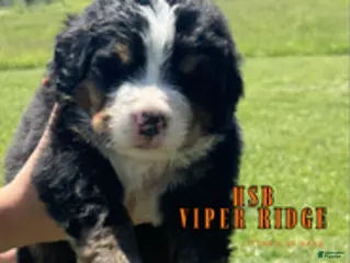 Bernese Mountain Dog dogs Bernese Mountain Dog Male 4 - Ad 33