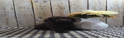 Cocker Spaniel dogs for sale: Cody - Ad 4