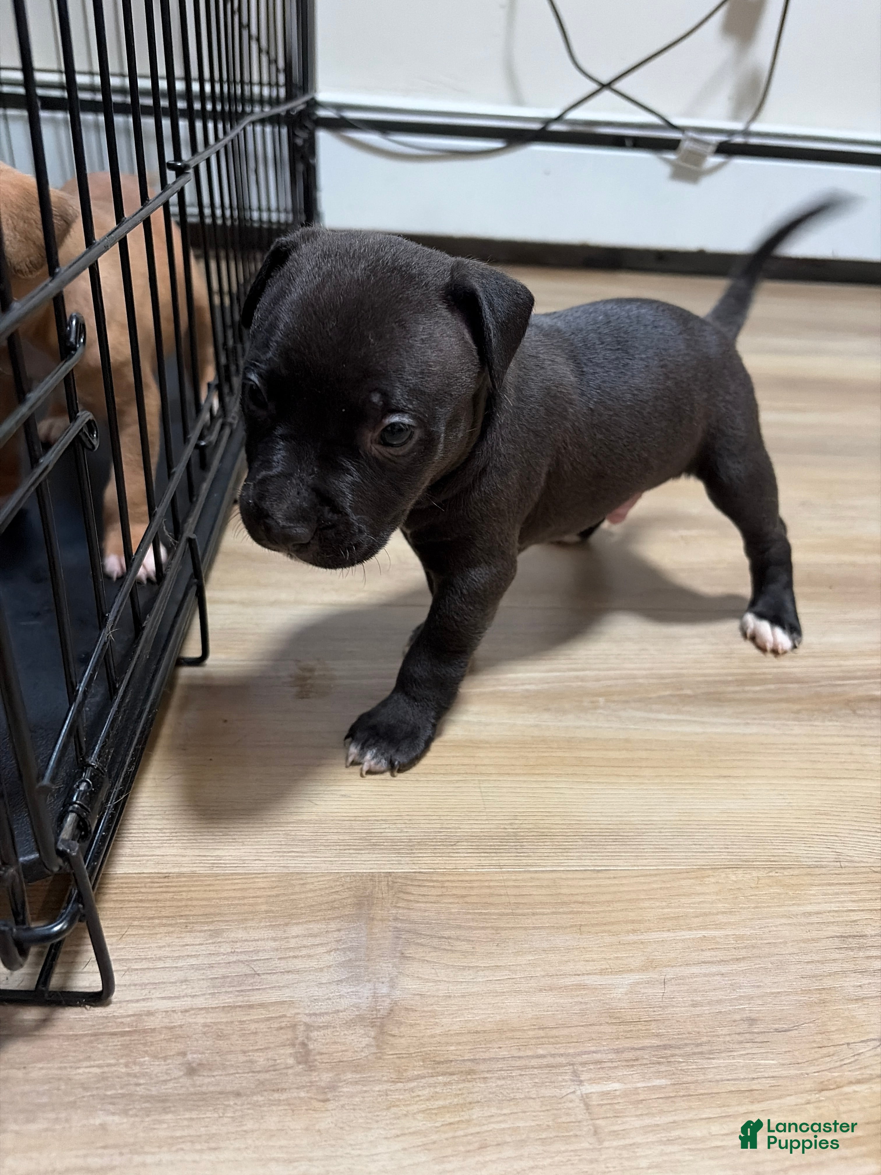 American Pit Bull Terrier dogs American Pit Bull Terrier 5 - Ad 24