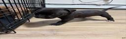 American Pit Bull Terrier dogs for sale: American Pit Bull Terrier 5 - Ad 1