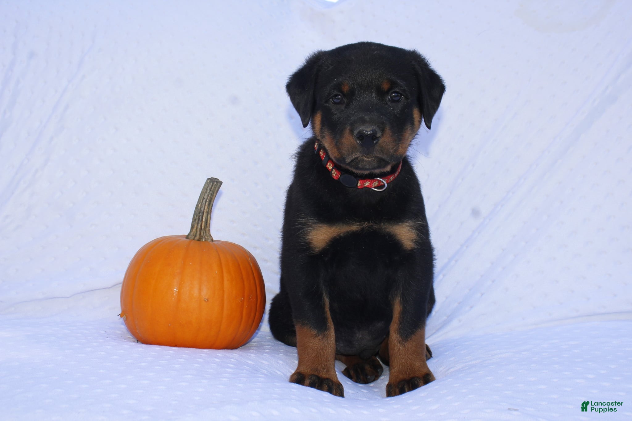 Gunner (Rottweiler, Male) in Constantine, MI