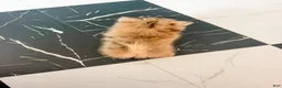 Pomeranian dogs for sale: Fallon  - Ad 12