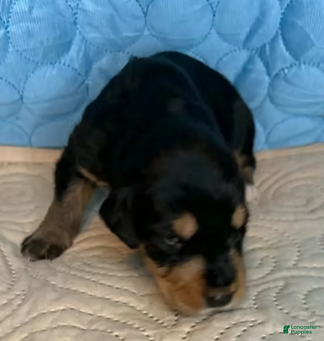 Mixed Breed dogs for sale: Boss - Ad 2