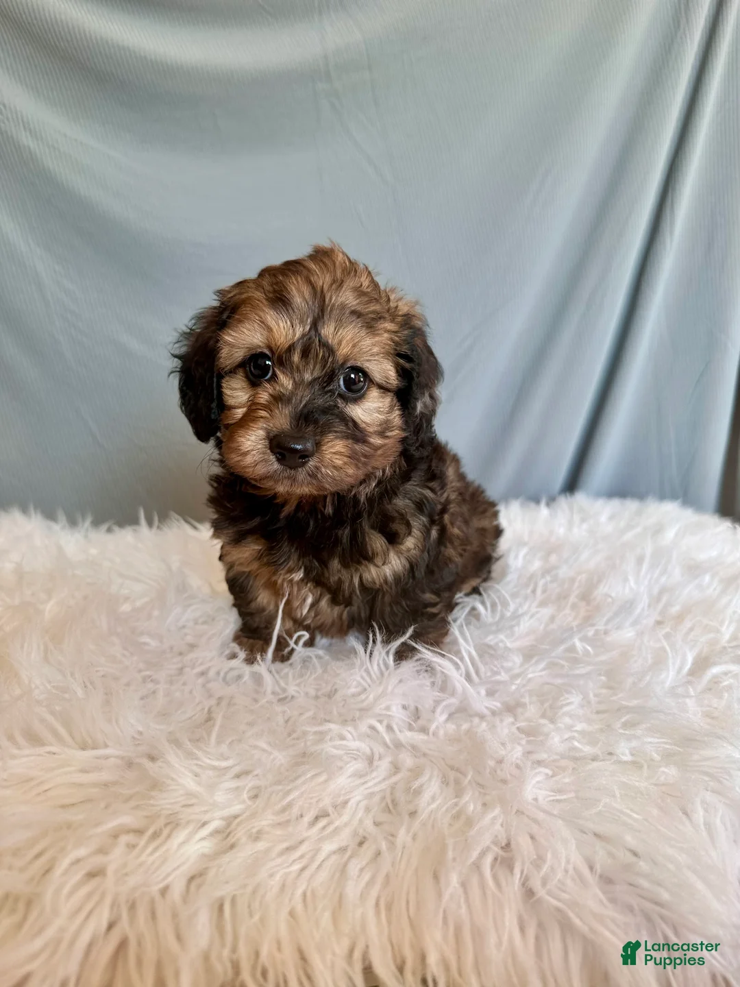 Doxiepoo dogs for sale: Tristan  - Ad 1
