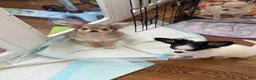Chihuahua dogs for sale: Bruno AKC registered - Ad 4