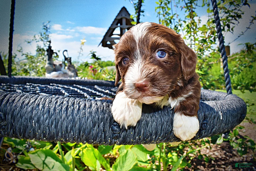 Havapoo dogs for sale: Tootsie - Ad 2