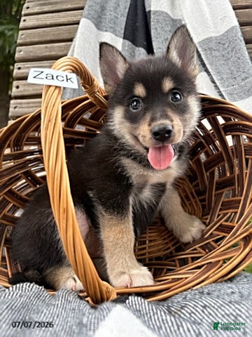 Pomsky dogs Zack - Ad 1