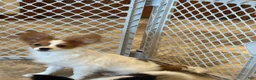 Papillon dogs for sale: Champion line Rusty  - Ad 5
