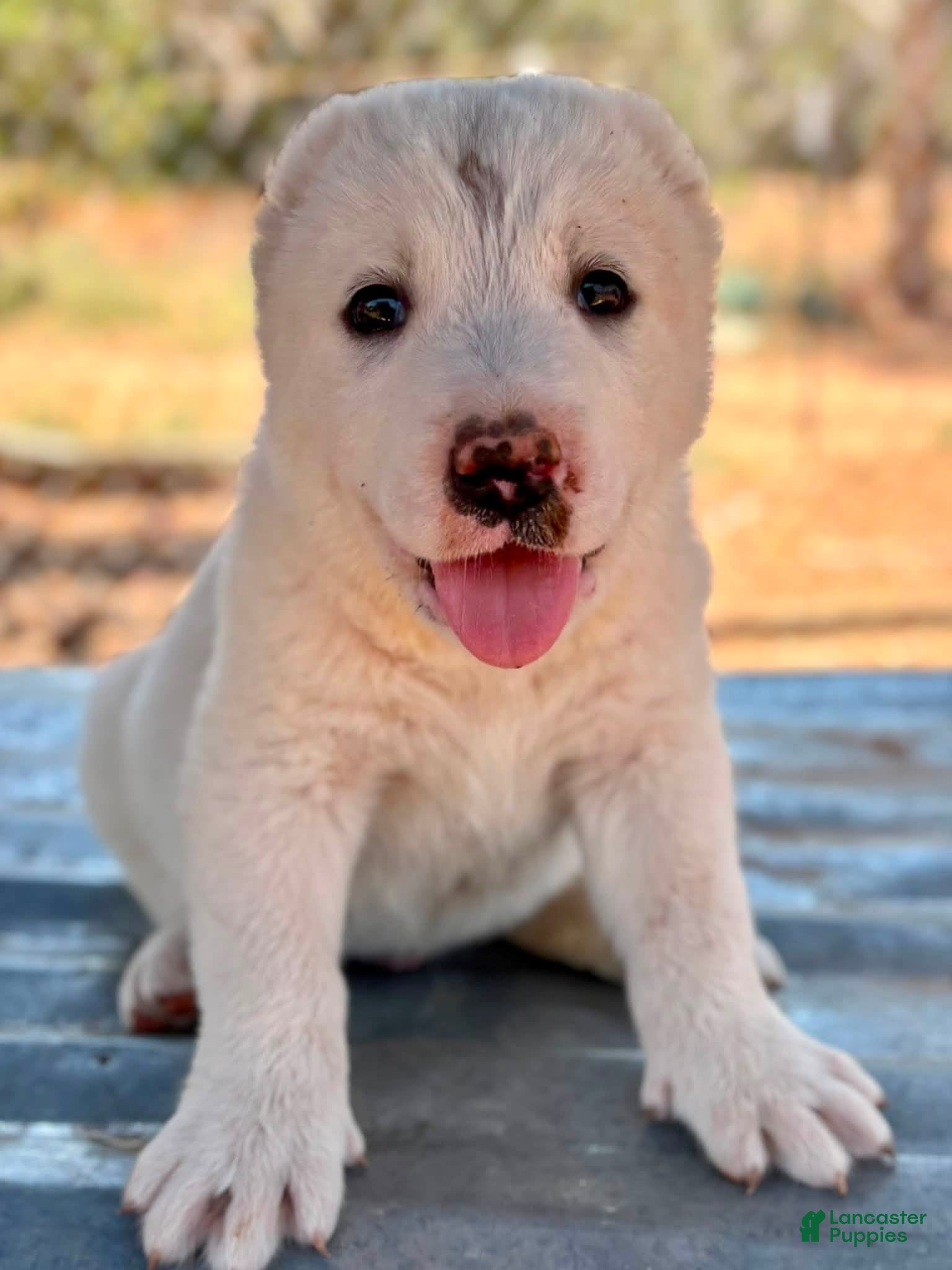 Central Asian Shepherd dogs for sale: Nargul - Ad 3