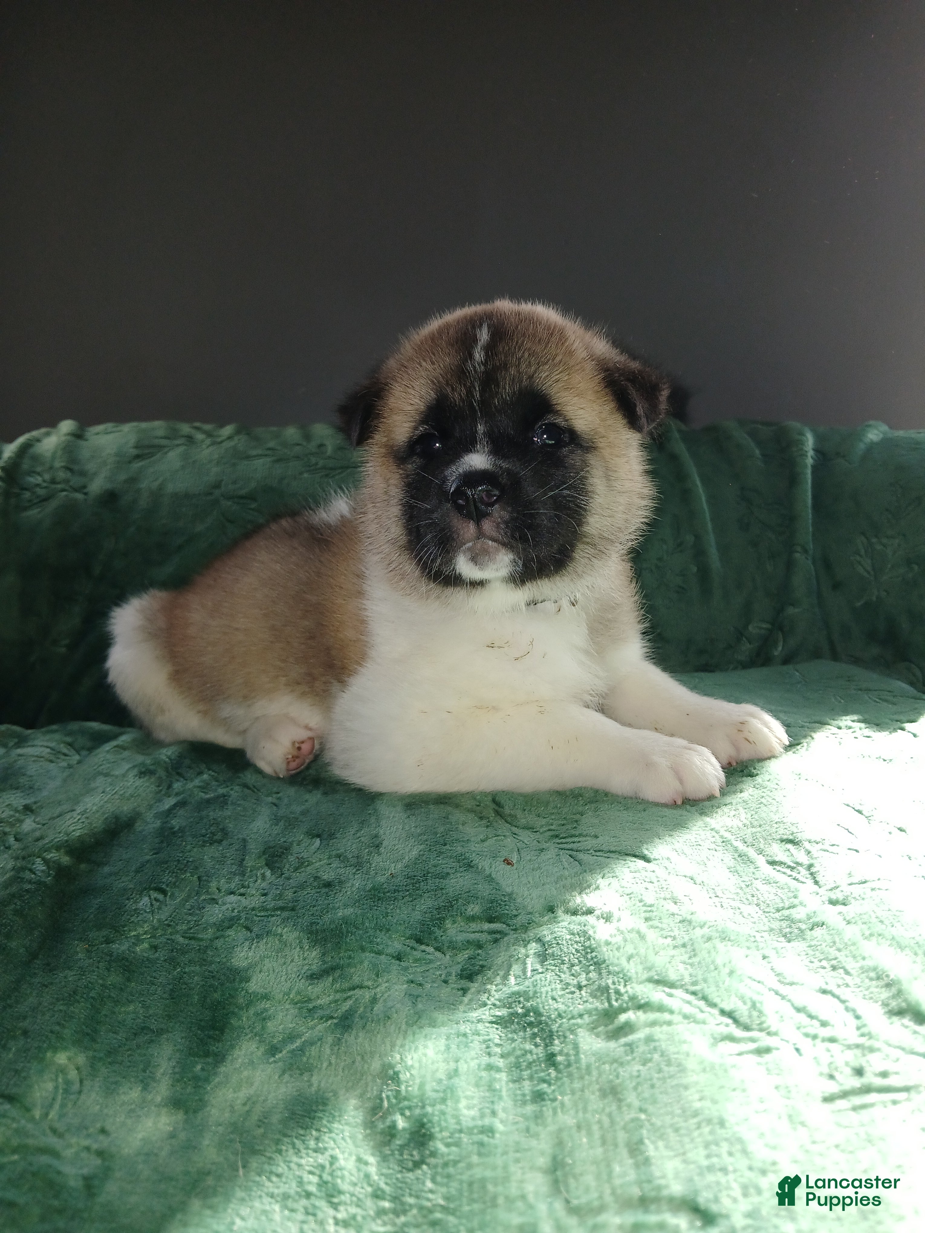 Akita dogs Briar - Ad 1