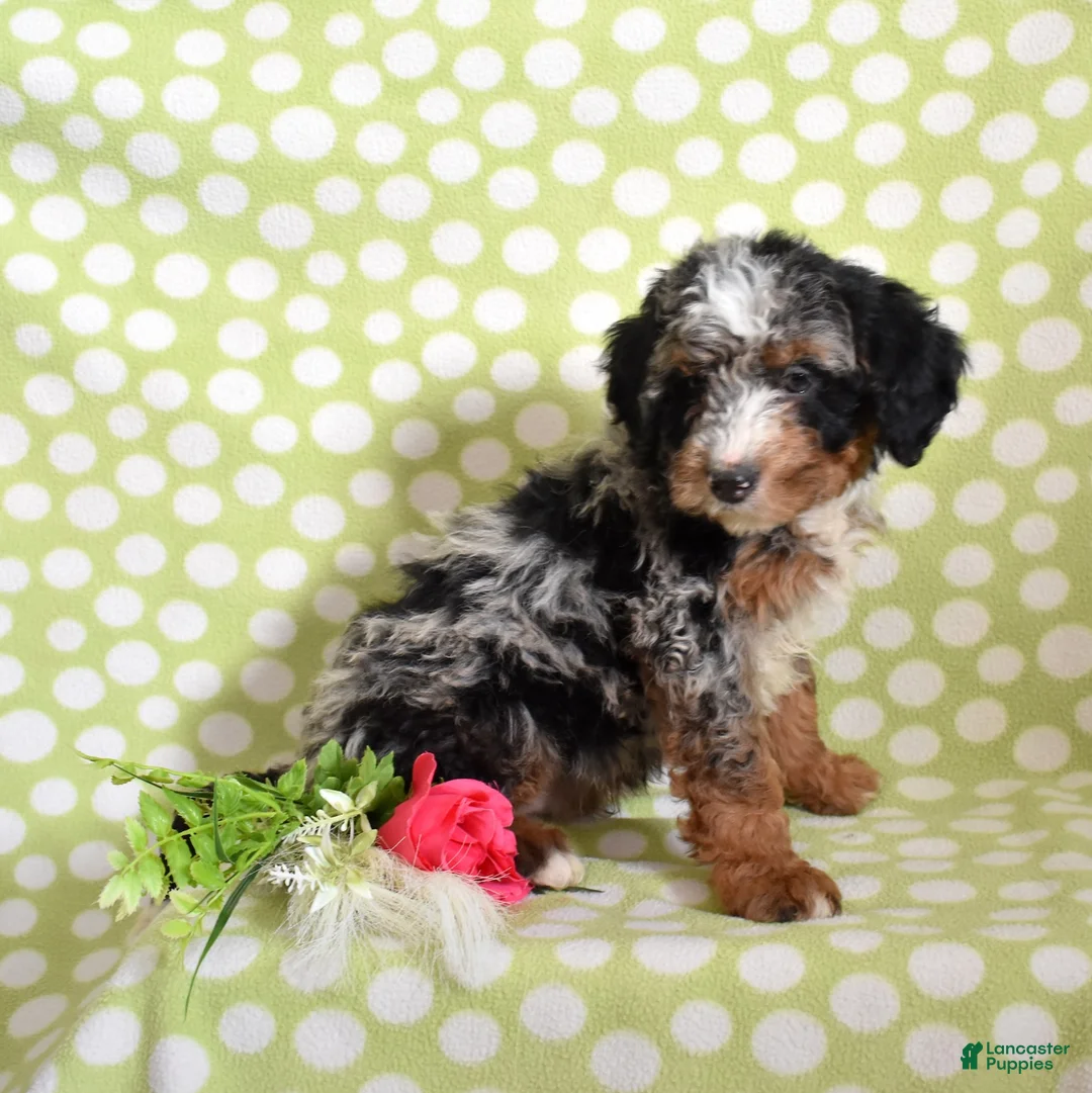 Bernedoodle dogs for sale: Guinness - Ad 4