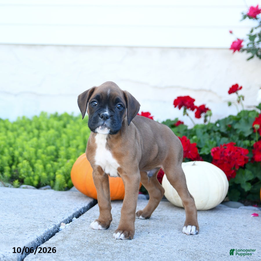 Boxer dogs Milo - Ad 2
