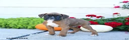 Boxer dogs for sale: Milo - Ad 2