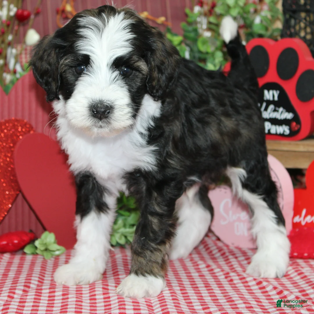 Mixed Breed dogs for sale: Remy - Ad 1