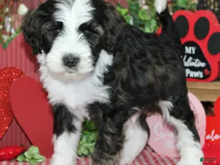 Mixed Breed dogs Remy - Ad 34