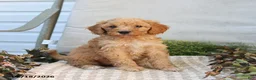 Mini Goldendoodle dogs for sale: Myla - Ad 5