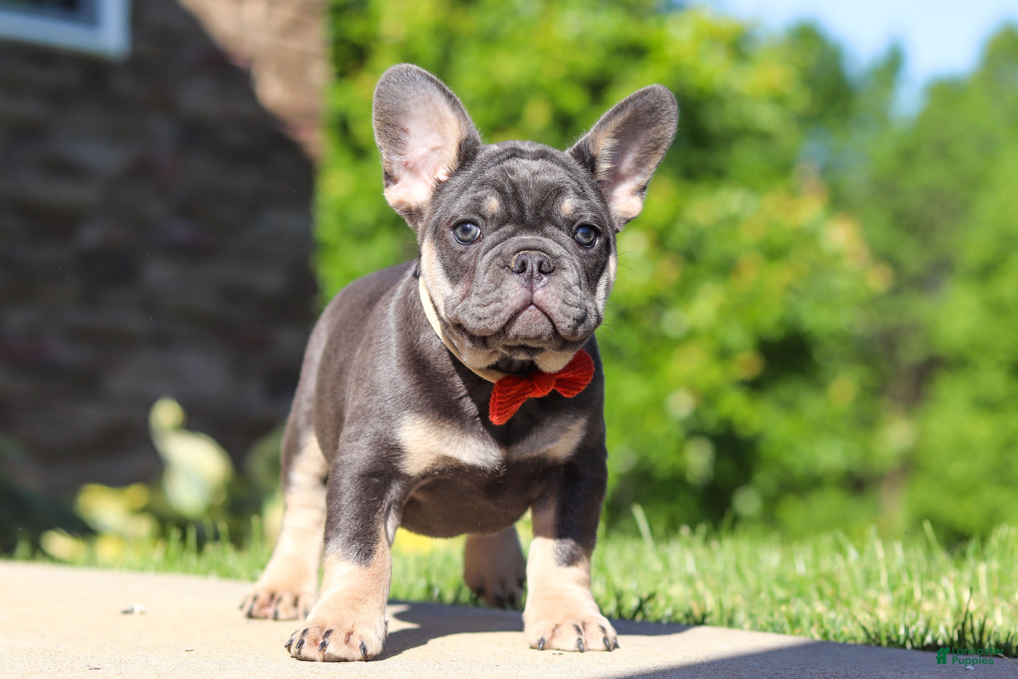 French Bulldog dogs Bentley - Ad 2
