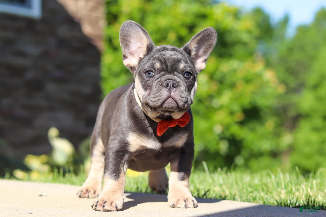 French Bulldog dogs for sale: Bentley - Ad 2