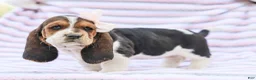 Basset Hound dogs for sale: Emma Purebred Basset Hound Pup - Ad 3