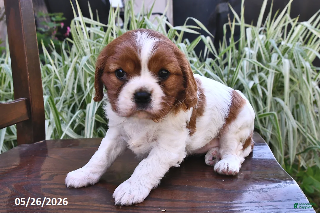 Cavalier King Charles Spaniel dogs for sale: Minnie - Ad 1
