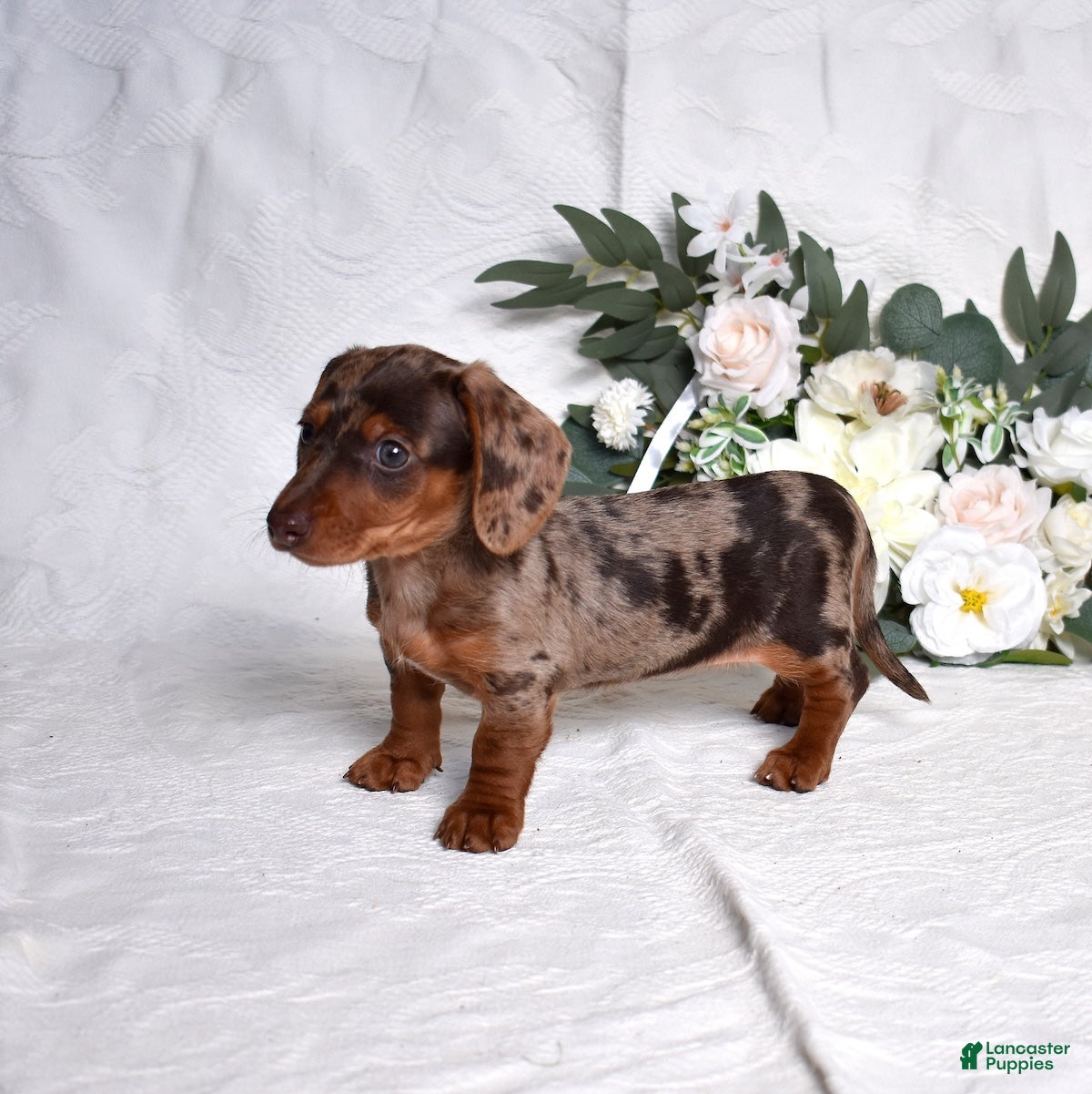 Miniature Dachshund dogs Wilma  - Ad 2