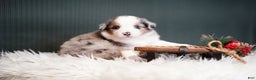 Miniature Australian Shepherd dogs for sale: Dustin - Ad 4