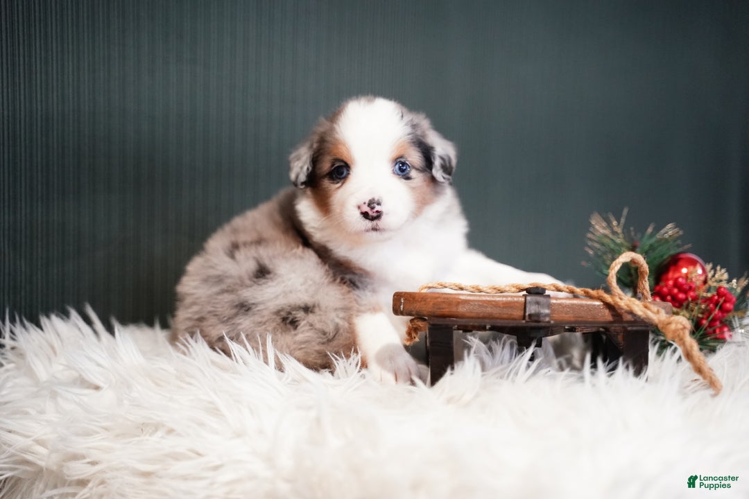 Miniature Australian Shepherd dogs for sale: Dustin - Ad 4