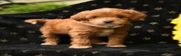 Mini Goldendoodle dogs for sale: Bashful - Ad 3