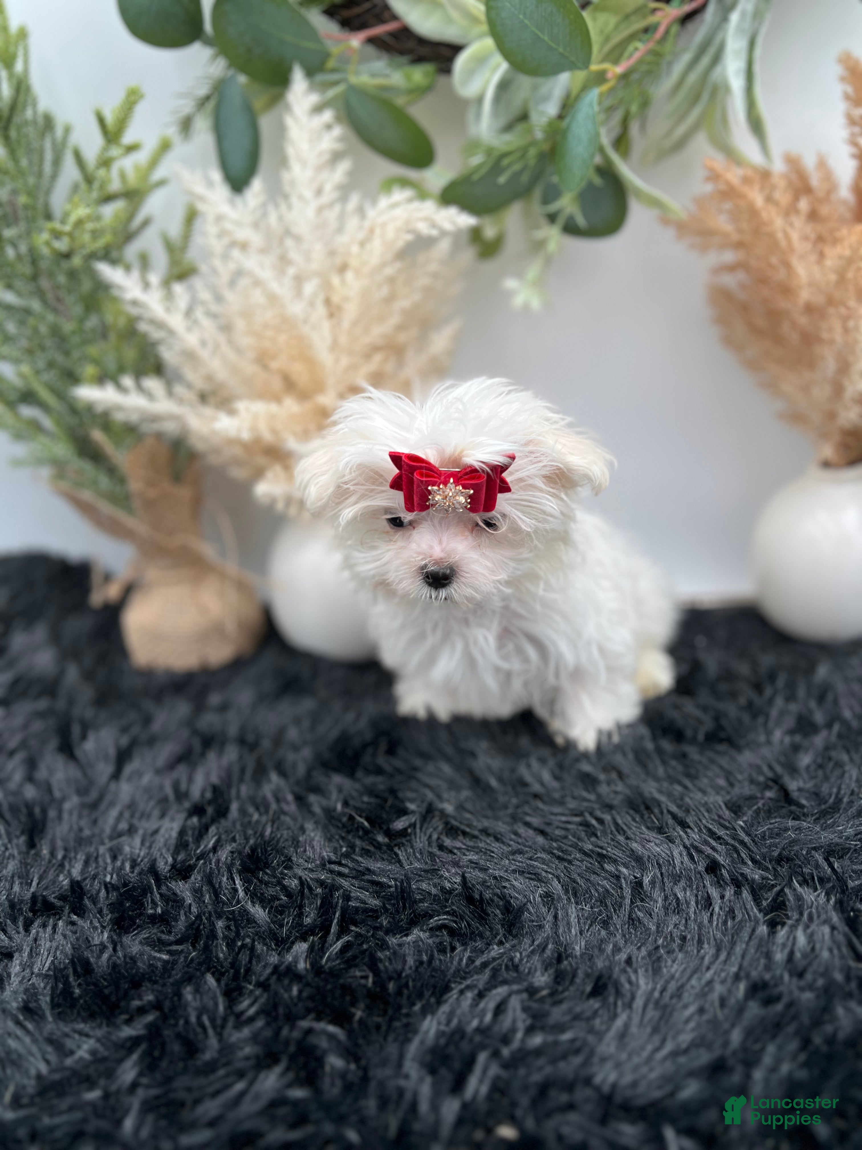 Maltese dogs AKC Tiny Milo the Korean Maltese $3000 - Ad 2
