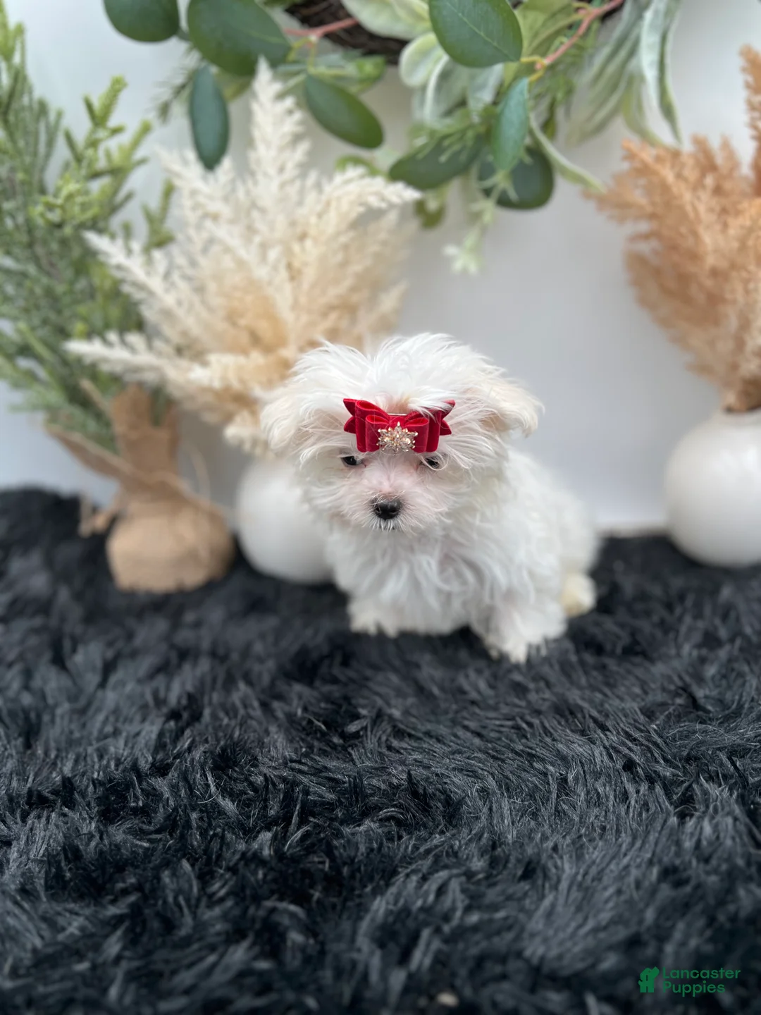 Maltese dogs for sale: AKC Tiny Milo the Korean Maltese $3000 - Ad 2