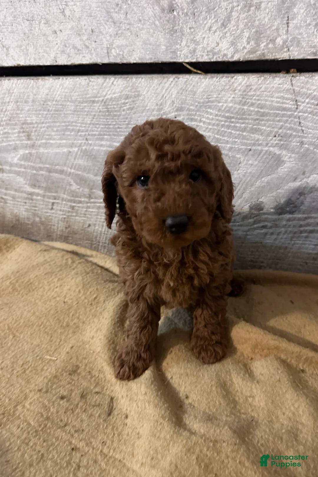 Miniature Poodle dogs for sale: Georgie - Ad 2