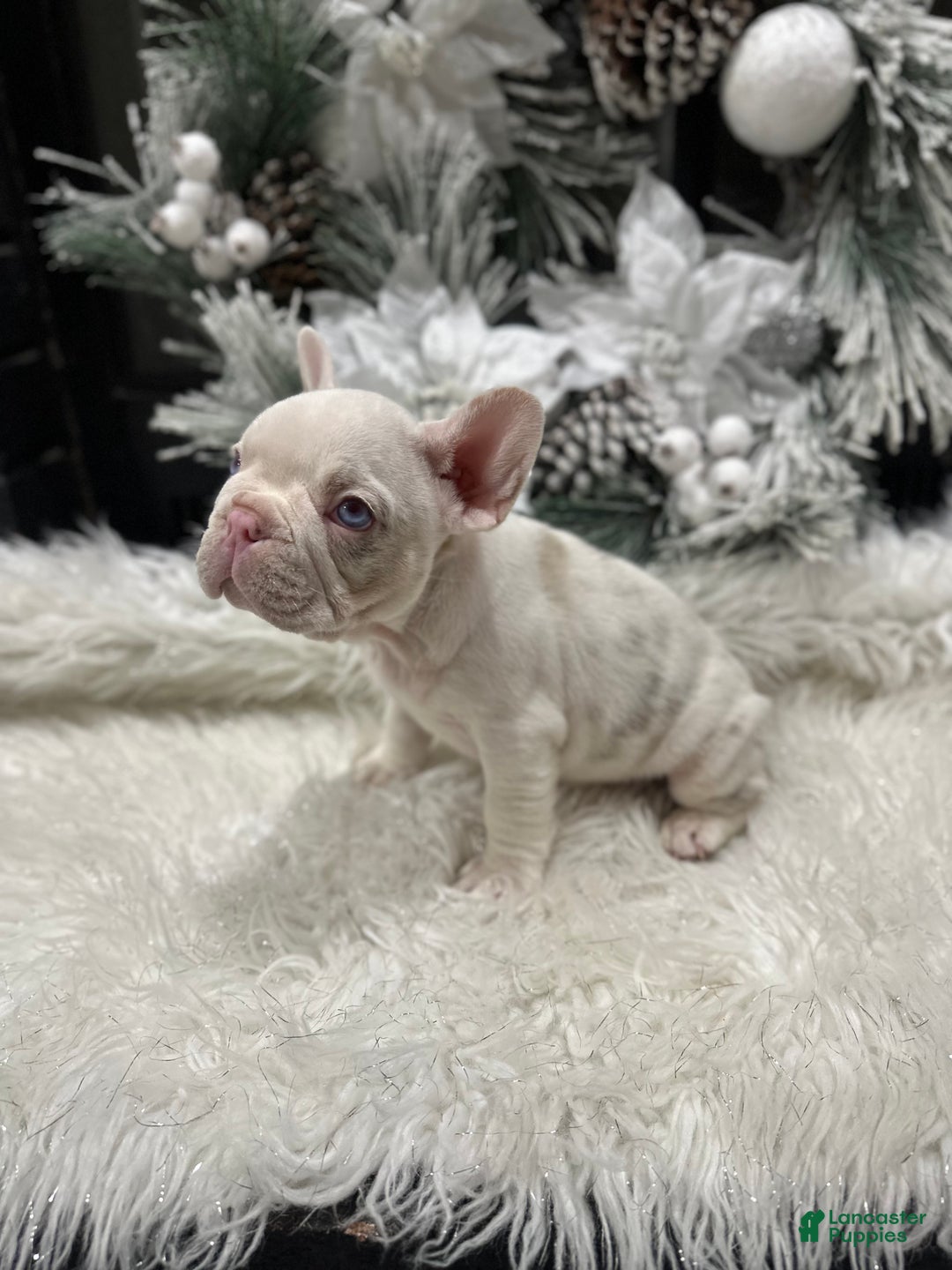 French Bulldog dogs for sale: Newshade isabella koi pink carrier - Ad 4