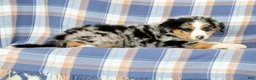 Australian Shepherd dogs for sale: Macey - Ad 5