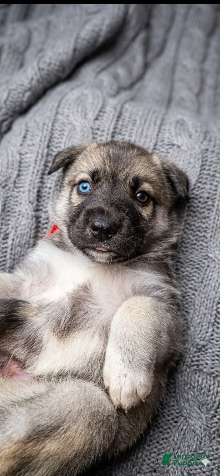Gerberian Shepsky dogs Gerberian Shepsky 5 - Ad 1