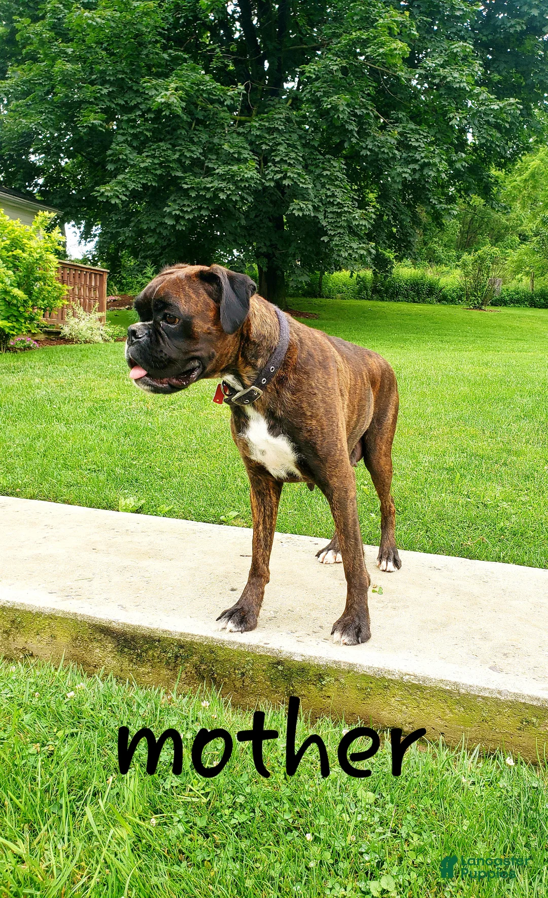 Boxer dogs for sale: Tanner - Ad 6