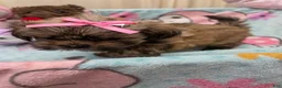 Shih Tzu dogs for sale: Little Baby Girl 💕 - Ad 7