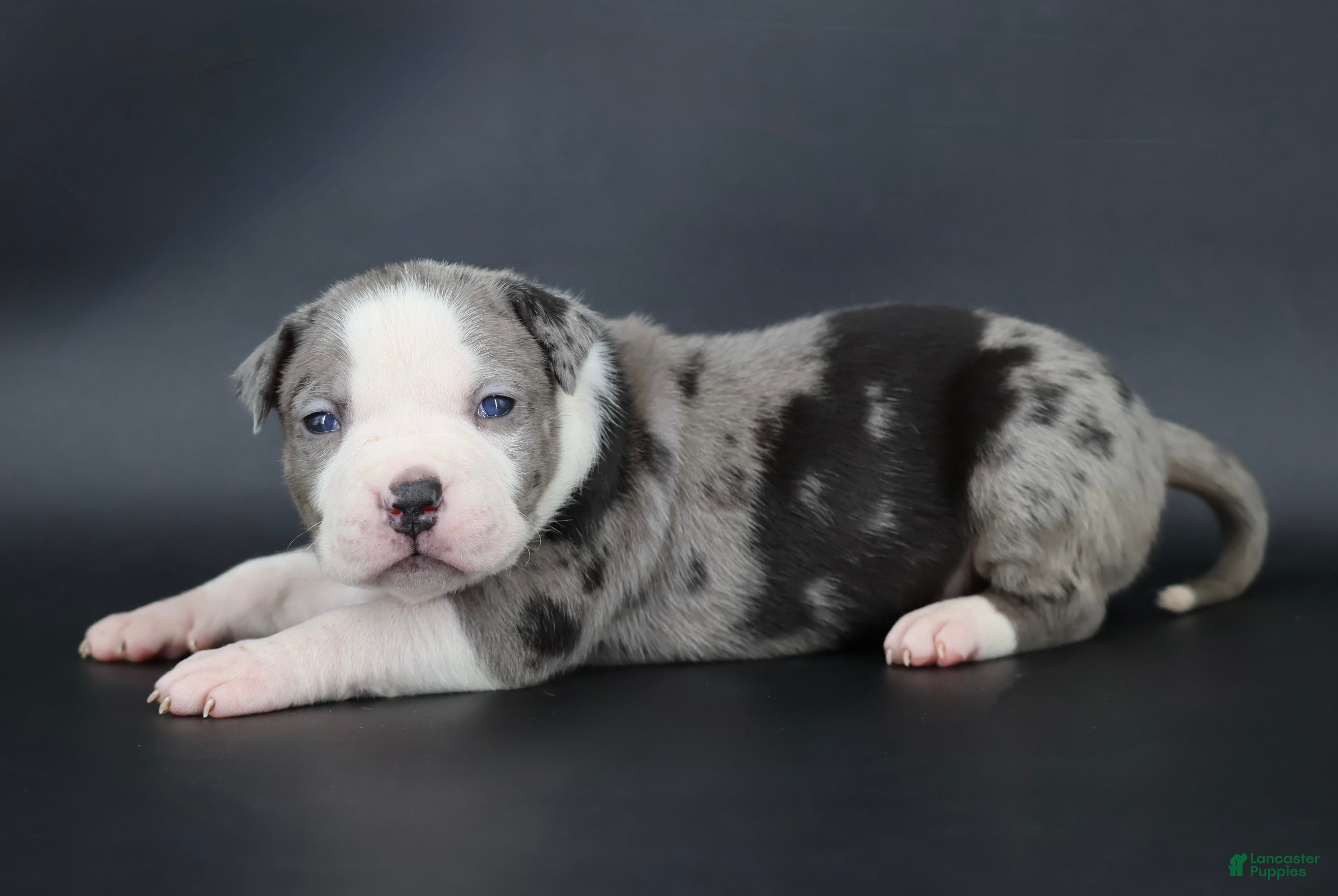 American Bully dogs Magnolia - Ad 1