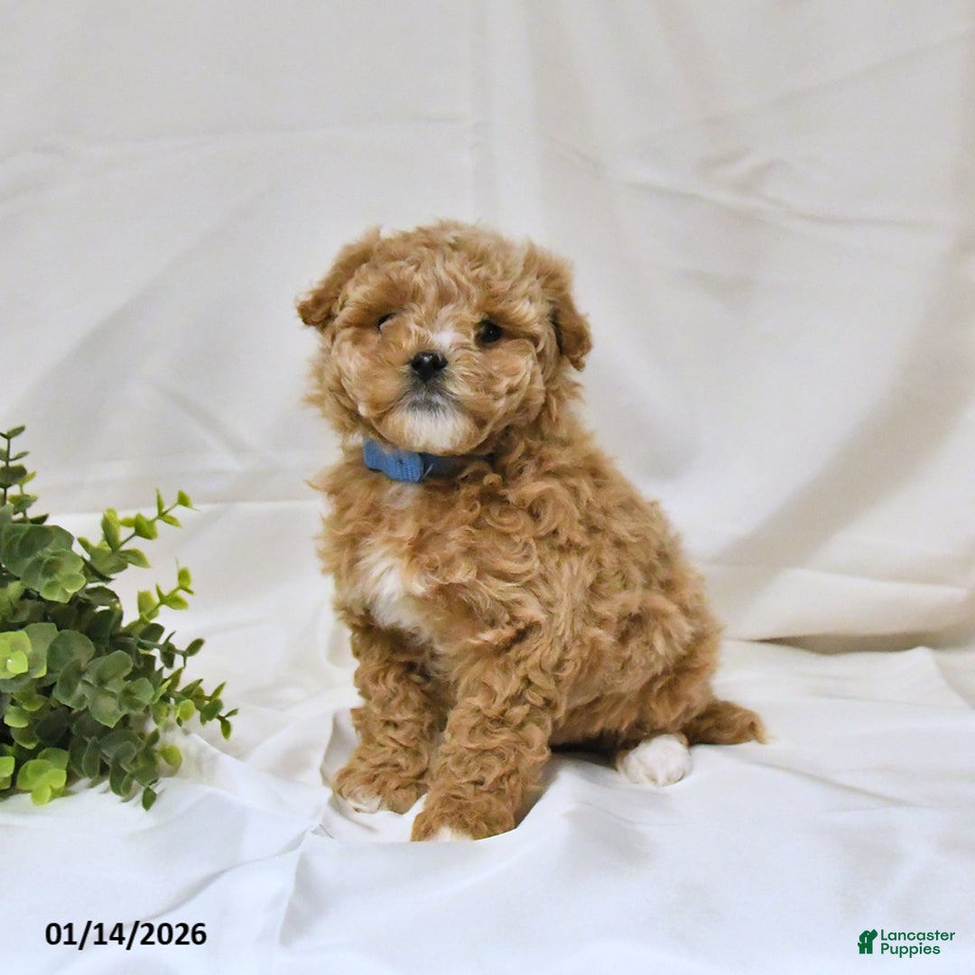 Bichpoo dogs for sale: Shelley - Ad 1