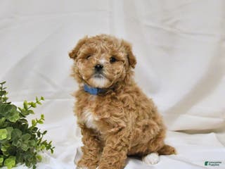 Bichpoo dogs Shelley - Ad 30