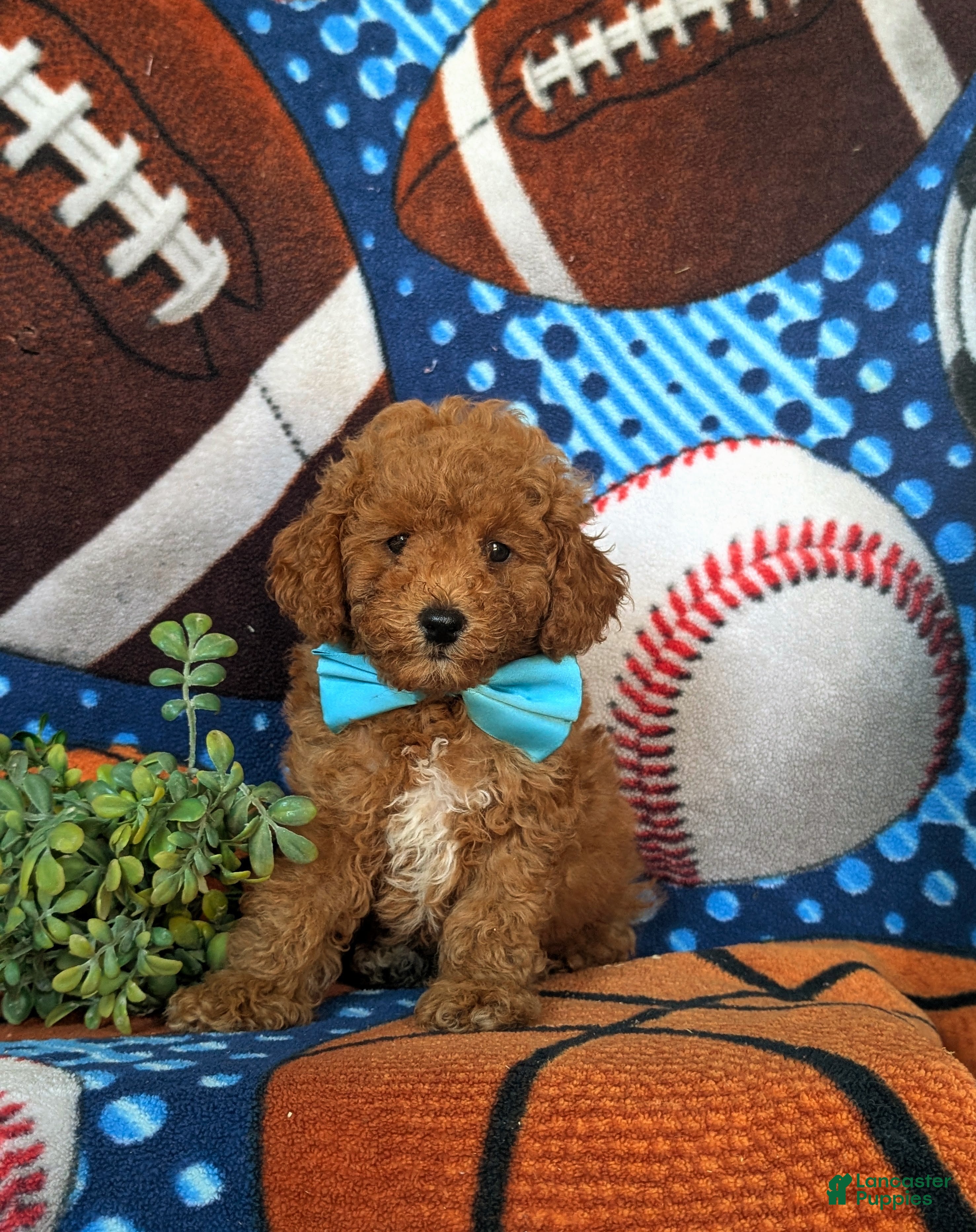 Toy Poodle dogs Corbett 7 lbs Full Grown - Ad 2