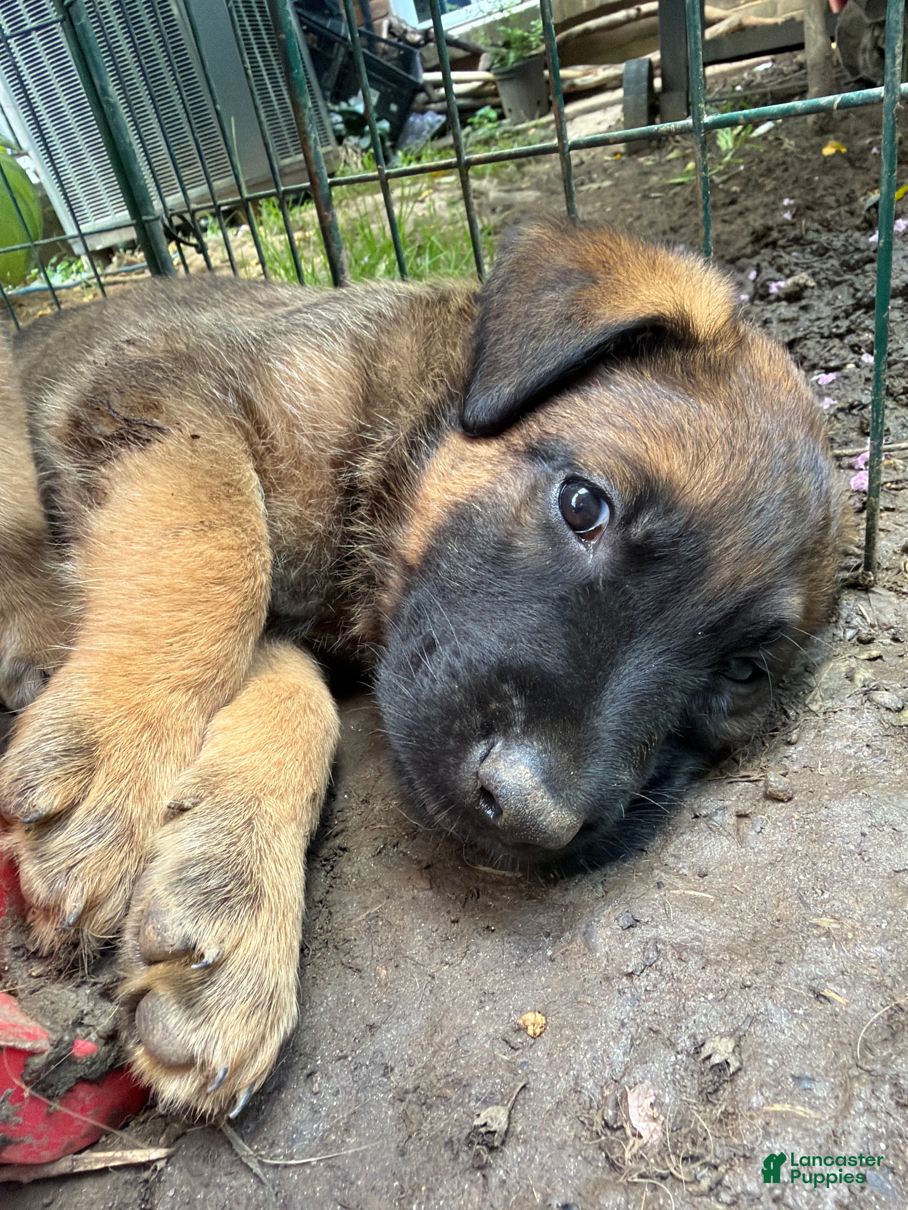 Mixed Breed dogs Oden - Ad 34
