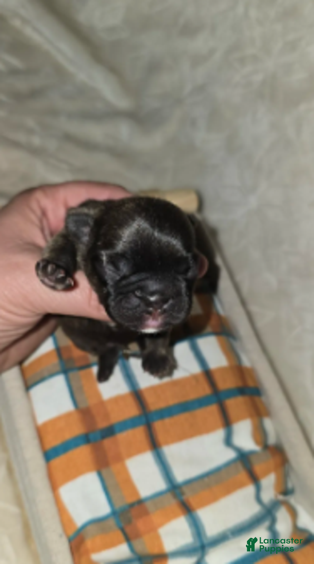 French Bulldog dogs for sale: Samson - Ad 2